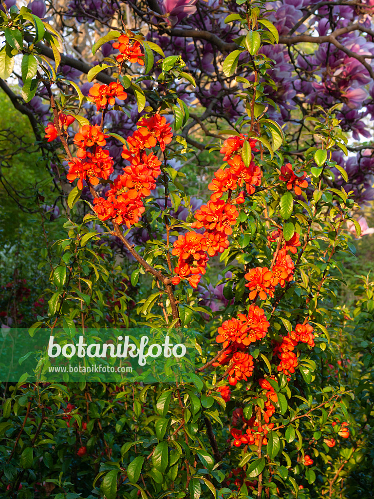 400159 - Cognassier du Japon (Chaenomeles japonica)