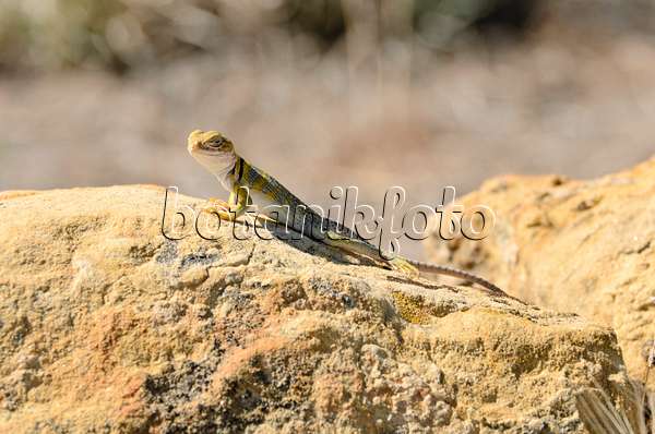508263 - Collared lizard (Crotaphytus collaris) sits on a sandstone in the sun and is looking around