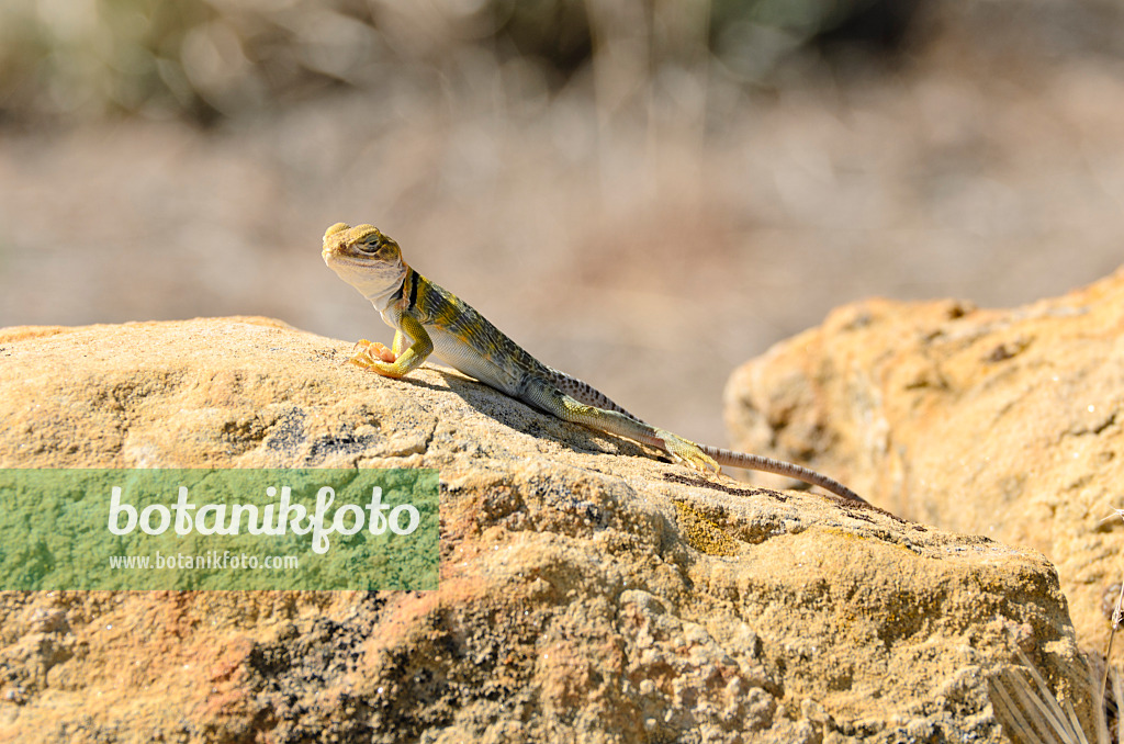 508263 - Collared lizard (Crotaphytus collaris) sits on a sandstone in the sun and is looking around