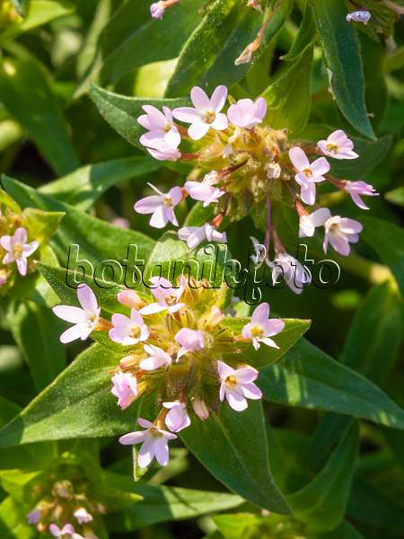 425036 - Collomia à grandes fleurs (Collomia grandiflora)