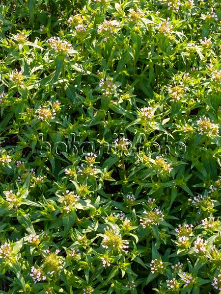 425038 - Collomia à grandes fleurs (Collomia grandiflora)