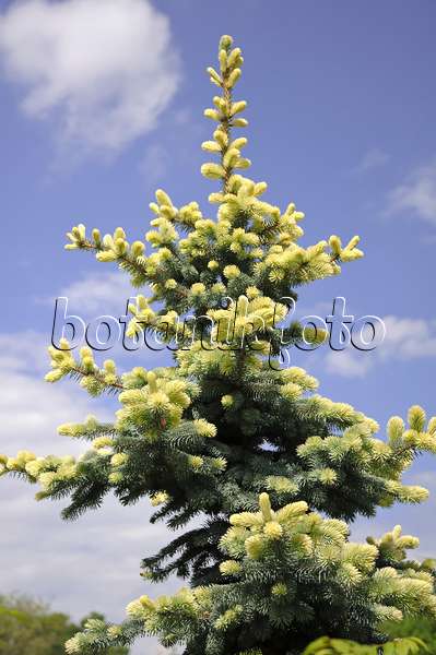 517264 - Colorado blue spruce (Picea pungens 'Glauca Albospica')