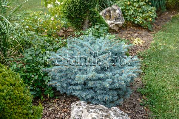 593156 - Colorado blue spruce (Picea pungens 'Glauca Globosa')