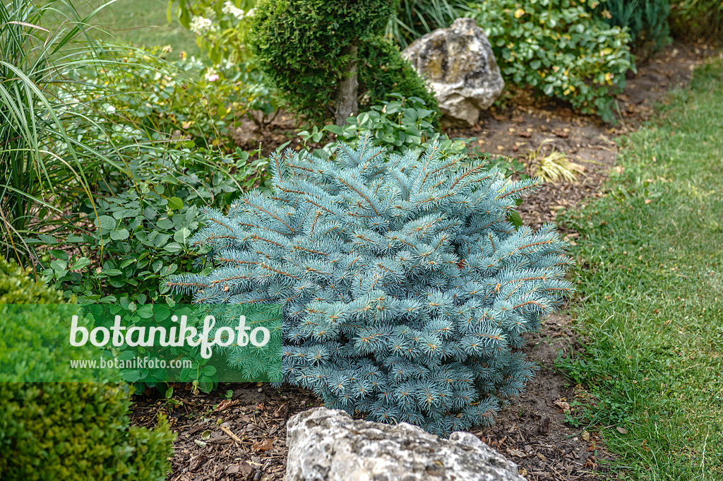 593156 - Colorado blue spruce (Picea pungens 'Glauca Globosa')