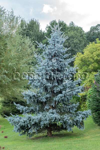 616445 - Colorado blue spruce (Picea pungens 'Koster')