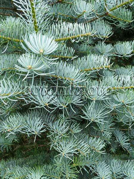 427055 - Colorado fir (Abies concolor 'Argentea')