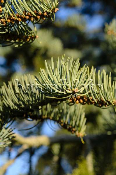 493006 - Colorado fir (Abies concolor 'Violacea')