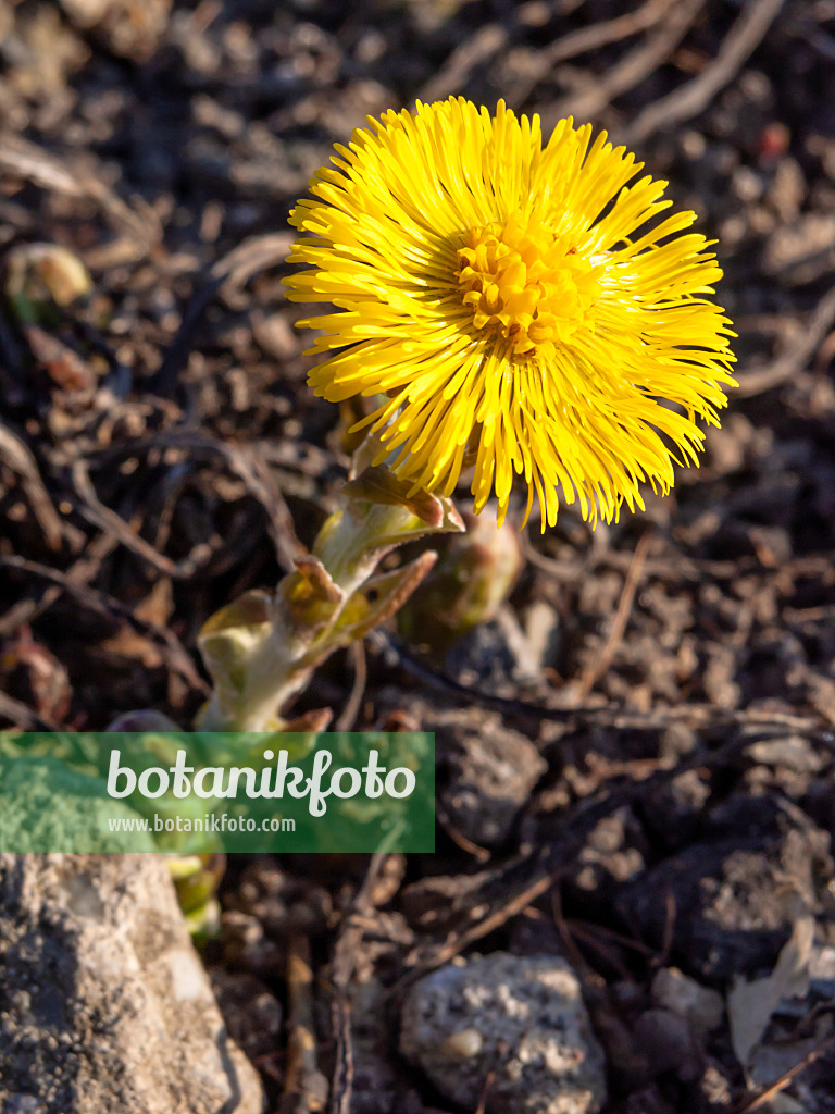 423017 - Coltsfoot (Tussilago farfara)