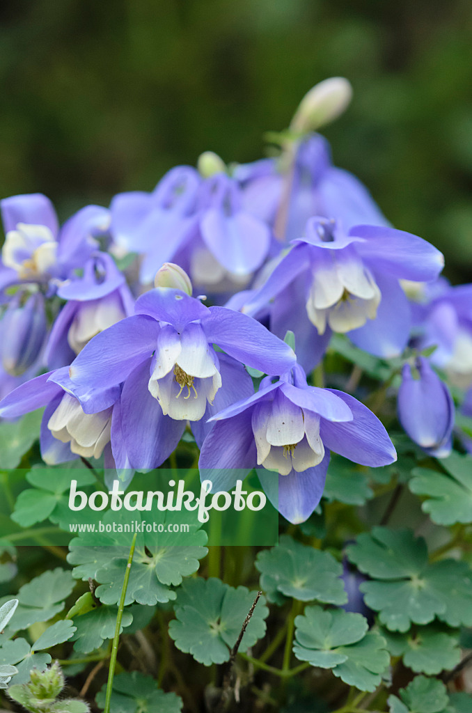 555063 - Columbine (Aquilegia discolor)