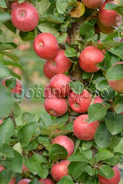 558167 - Columnar apple (Malus x domestica 'Campanilo Primo')