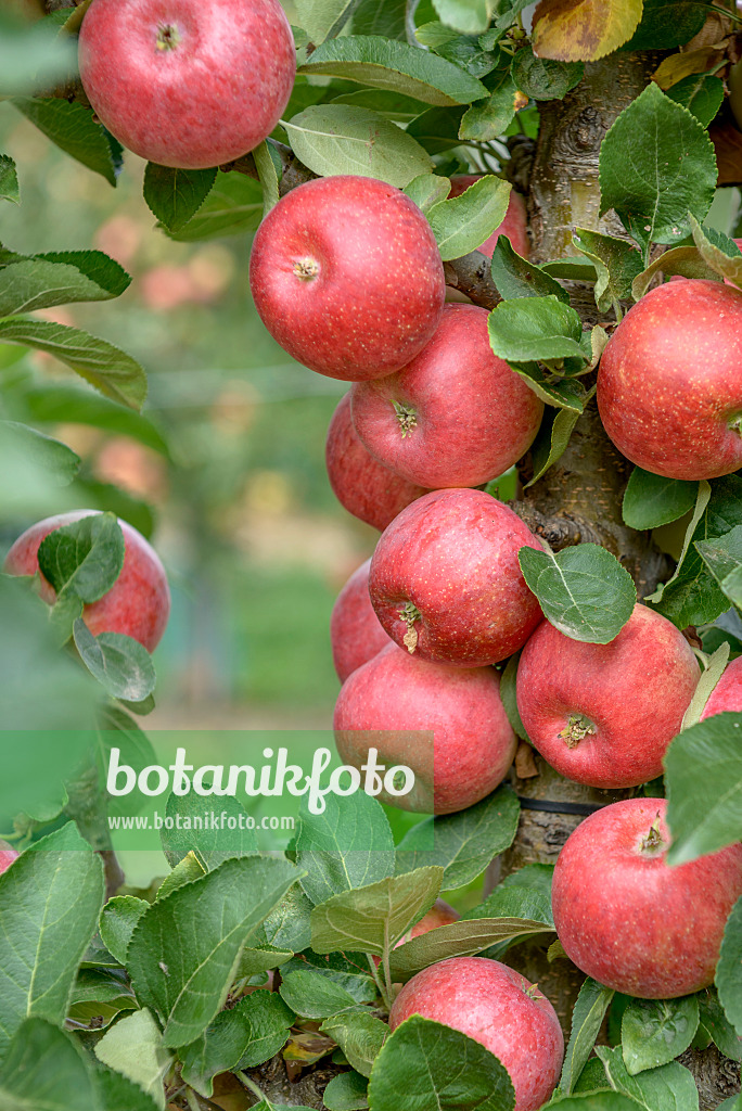 575162 - Columnar apple (Malus x domestica 'Campanilo Primo')