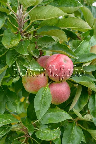 558168 - Columnar apple (Malus x domestica 'Campanilo Secundo')