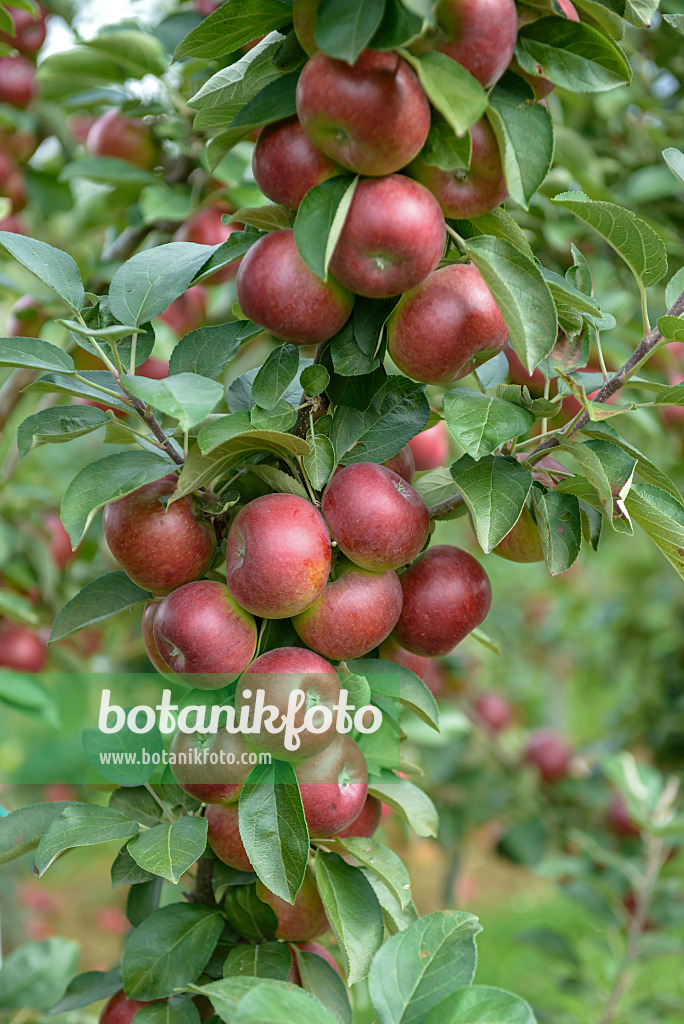 575163 - Columnar apple (Malus x domestica 'Flamenco')