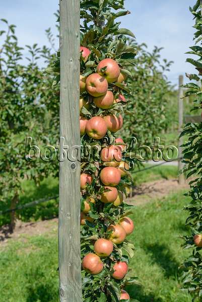 575149 - Columnar apple (Malus x domestica 'Jucunda')