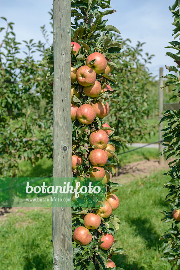 575149 - Columnar apple (Malus x domestica 'Jucunda')