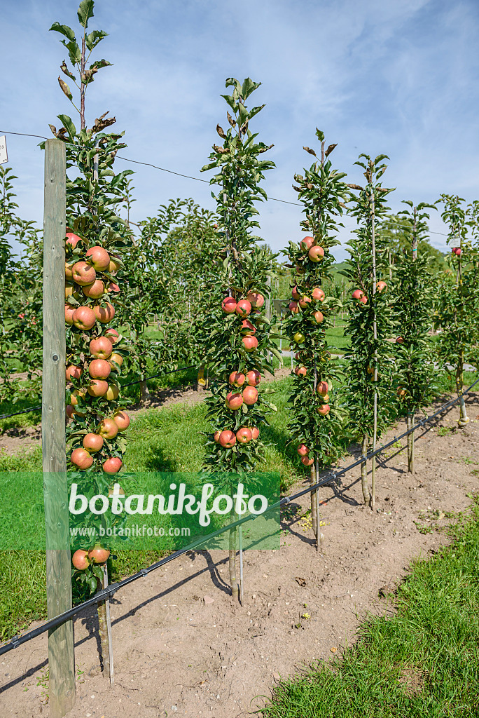 575150 - Columnar apple (Malus x domestica 'Jucunda')