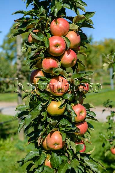 593140 - Columnar apple (Malus x domestica 'Jucunda')