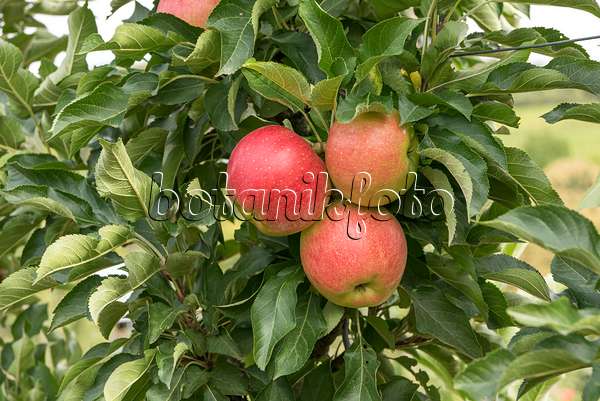 635082 - Columnar apple (Malus x domestica 'Jucunda')