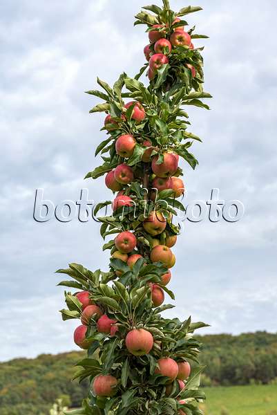 635083 - Columnar apple (Malus x domestica 'Jucunda')