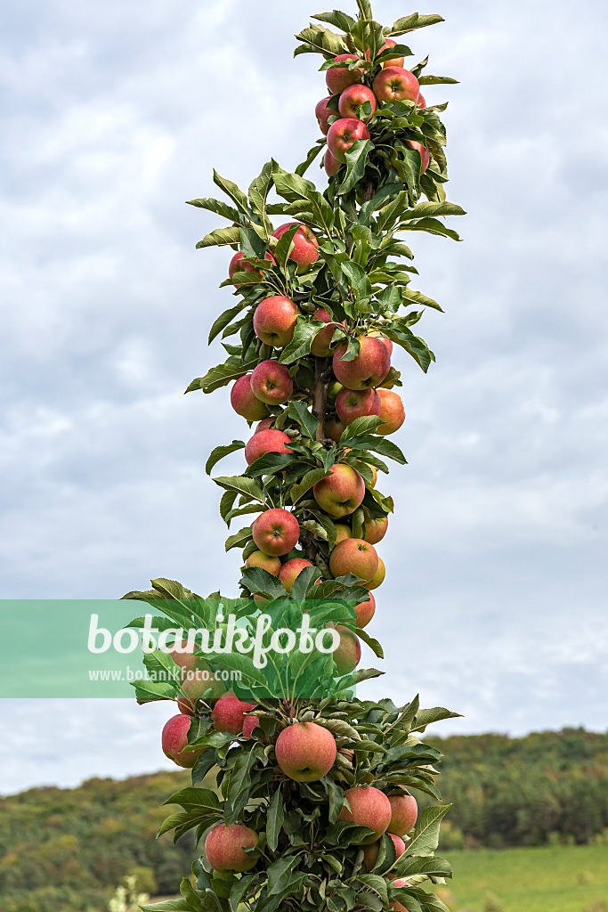 635083 - Columnar apple (Malus x domestica 'Jucunda')