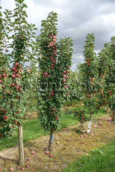 547206 - Columnar apple (Malus x domestica 'Red River')