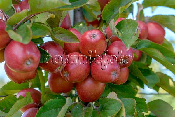 575154 - Columnar apple (Malus x domestica 'Redlane')