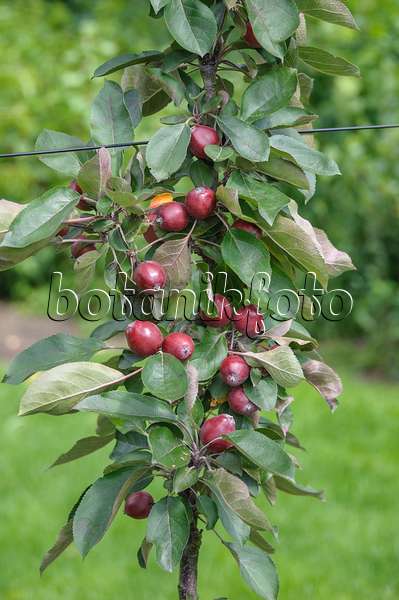 575166 - Columnar apple (Malus x domestica 'Redlane')