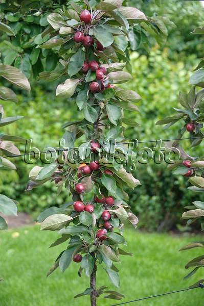 575167 - Columnar apple (Malus x domestica 'Redlane')