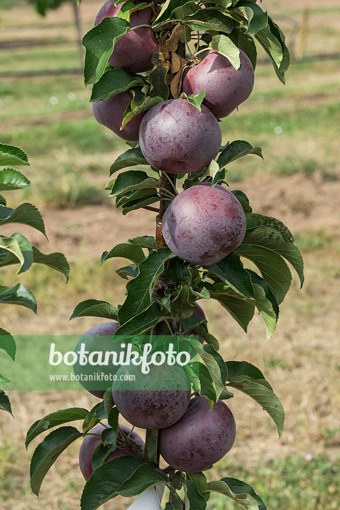 635133 - Columnar apple (Malus x domestica 'Starline Blue Moon')