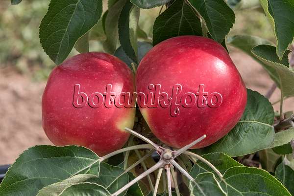 635134 - Columnar apple (Malus x domestica 'Starline Fire')