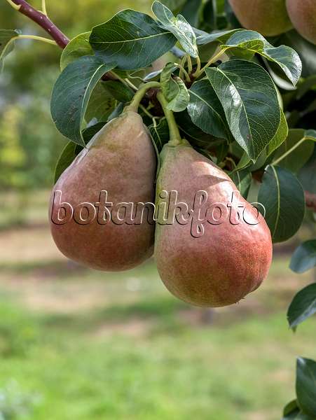 635145 - Columnar pear (Pyrus communis 'Decora')