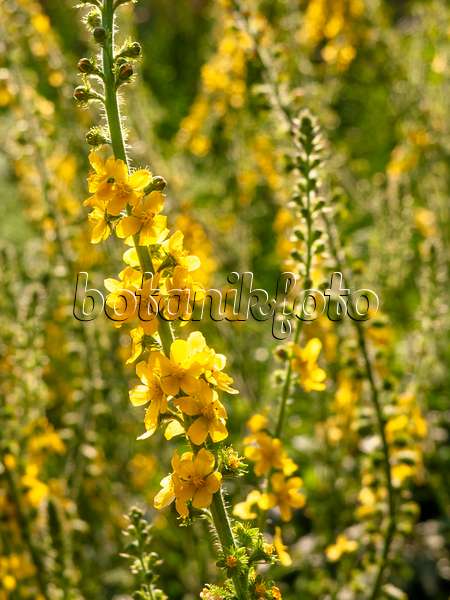 427175 - Common agrimony (Agrimonia eupatoria)
