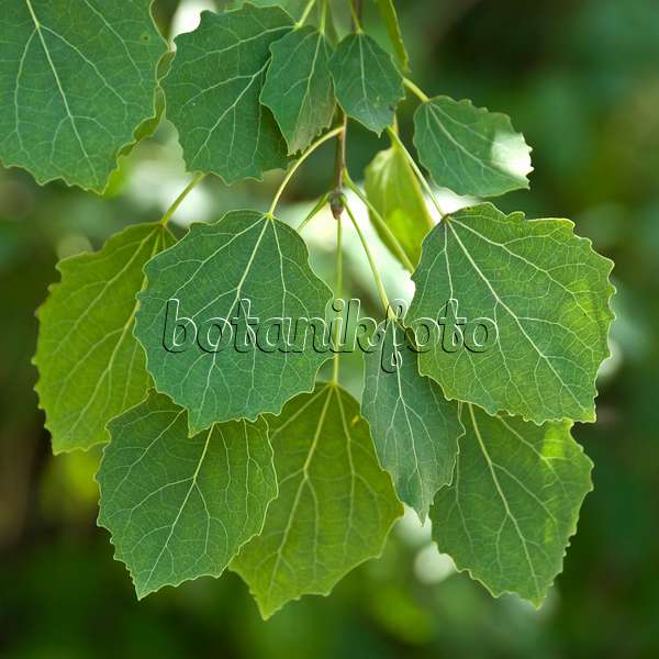 517210 - Common aspen (Populus tremula)