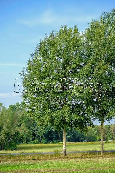 593160 - Common aspen (Populus tremula)