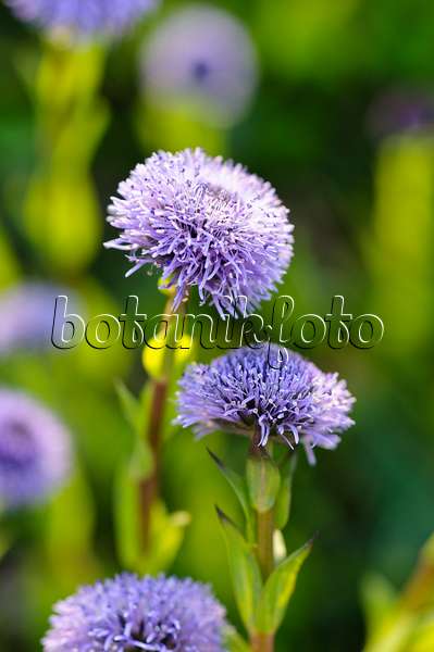 484190 - Common ball flower (Globularia bisnagarica)