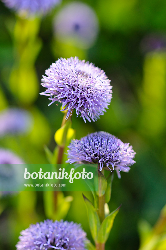 484190 - Common ball flower (Globularia bisnagarica)