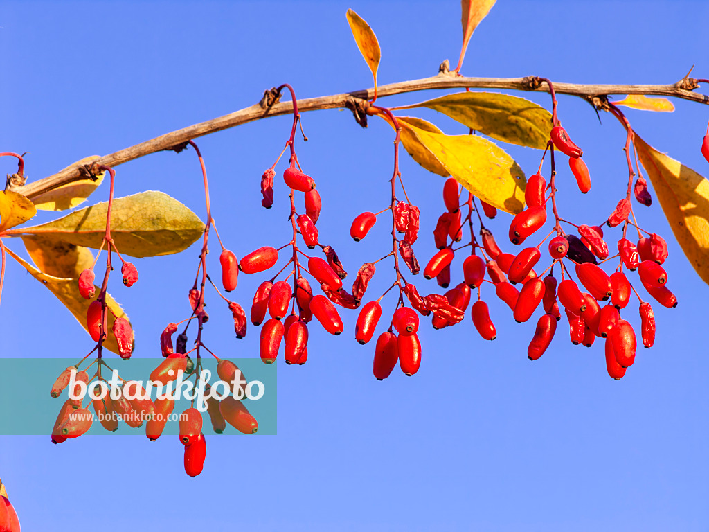 444002 - Common barberry (Berberis vulgaris)