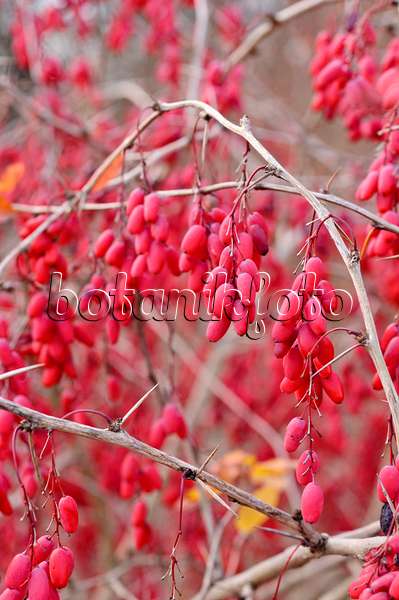 478088 - Common barberry (Berberis vulgaris)