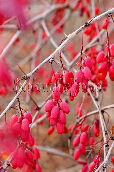 478089 - Common barberry (Berberis vulgaris)