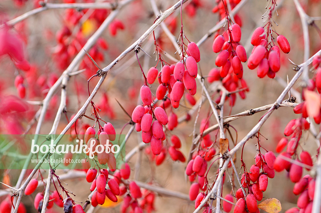 478090 - Common barberry (Berberis vulgaris)