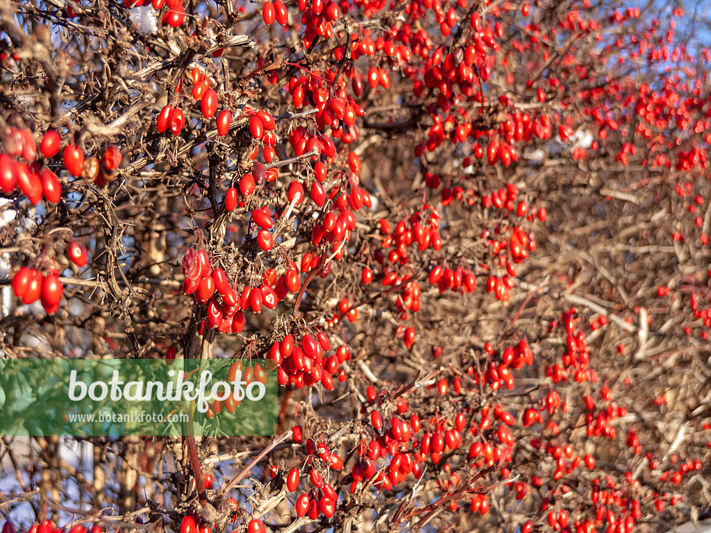 515010 - Common barberry (Berberis vulgaris)