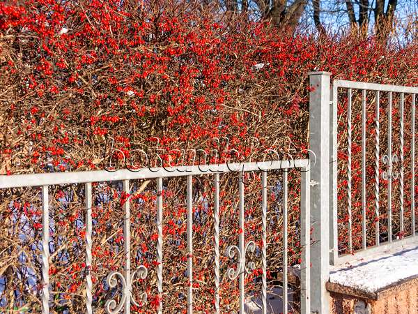 515011 - Common barberry (Berberis vulgaris) at a garden fence