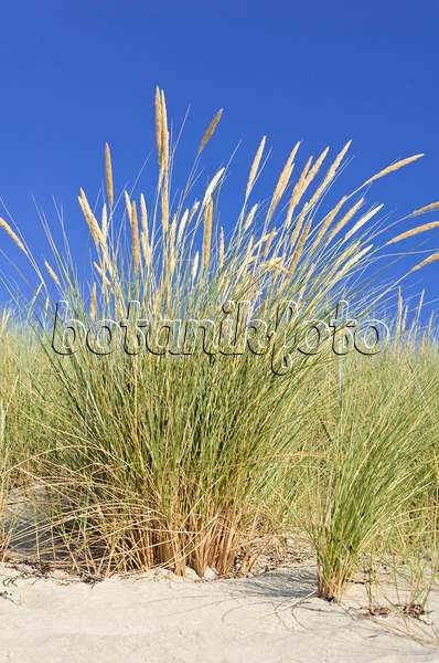 534321 - Common beach grass (Ammophila arenaria)