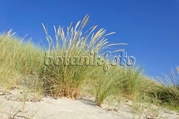 534322 - Common beach grass (Ammophila arenaria)