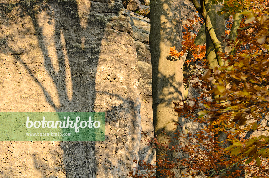 502003 - Common beech (Fagus sylvatica) in front of sandstone rocks