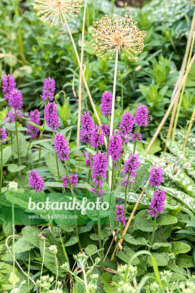 638354 - Common betony (Stachys monnieri 'Hummelo')