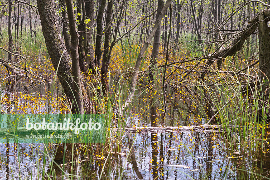 608143 - Common bladderwort (Utricularia vulgaris) in an alder forest