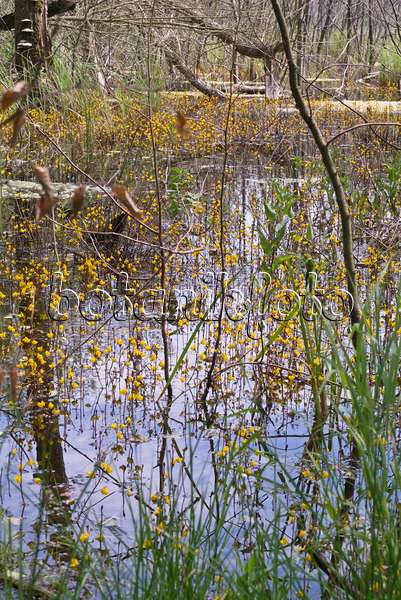 608144 - Common bladderwort (Utricularia vulgaris) in an alder forest
