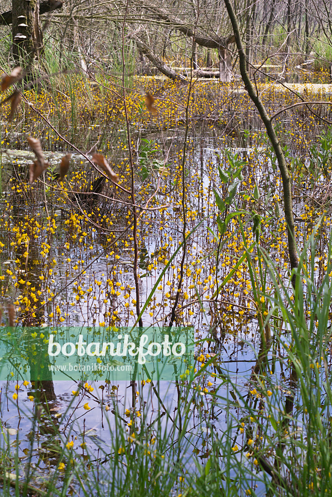 608144 - Common bladderwort (Utricularia vulgaris) in an alder forest