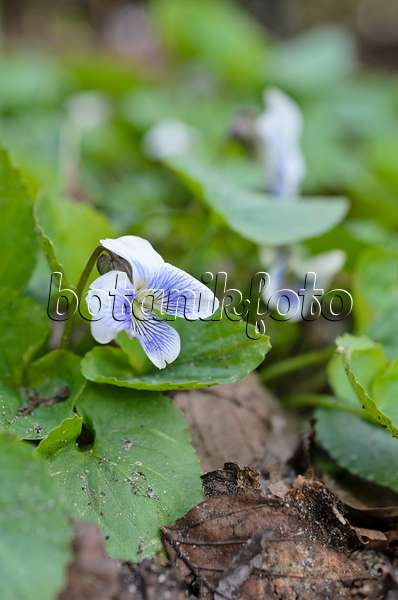 507055 - Common blue violet (Viola sororia)